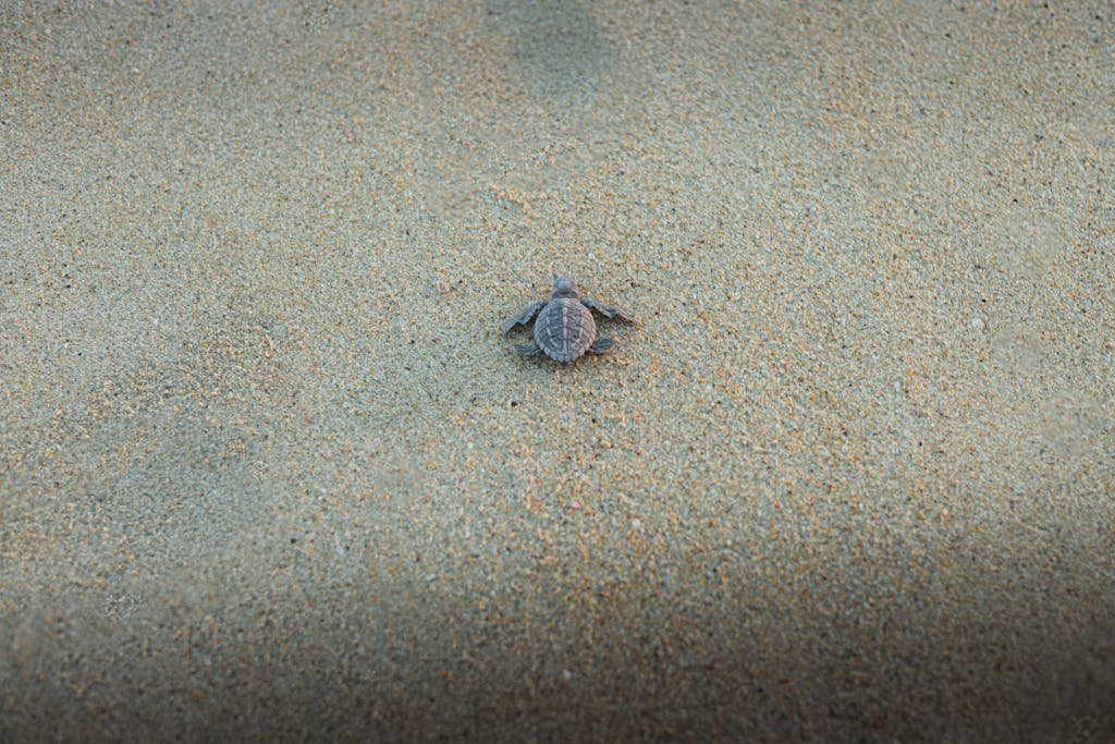 A lone baby sea turtle making its way across the sandy beach in Puerto Escondido, Mexico.