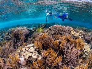 Two snorkelers immerse in vibrant coral reefs under clear blue waters, showcasing natural sea life beauty.