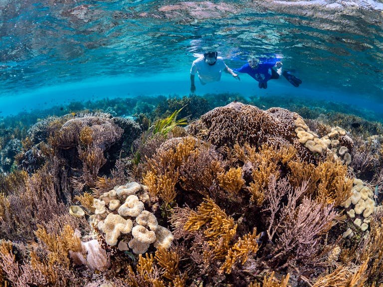 Two snorkelers immerse in vibrant coral reefs under clear blue waters, showcasing natural sea life beauty.